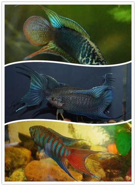 好養的小魚|整理：9種適合新手飼養的小型觀賞魚！